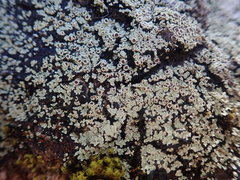 Pannaria implexa