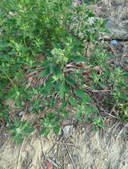 Chenopodium ficifolium