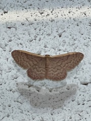 Idaea inversata