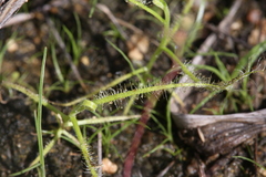 Drosera serpens