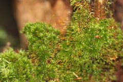 Dicranum flagellare