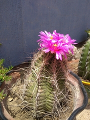 Thelocactus bicolor