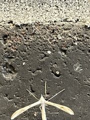 Platyptilia celidotus