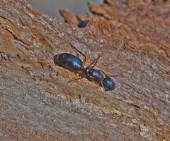 Camponotus clarithorax