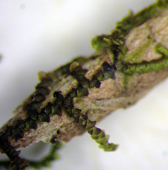 Frullania pycnantha