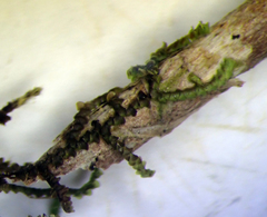 Frullania pycnantha