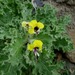 Yellow Henbane - Photo (c) יאיר אור, some rights reserved (CC BY-NC-SA), uploaded by יאיר אור