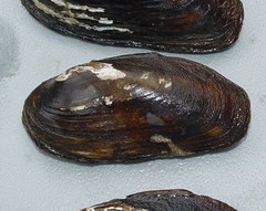 Elliptio arctata