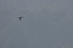 Ceryle rudis travancoreensis