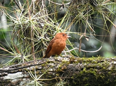 Rhytipterna holerythra