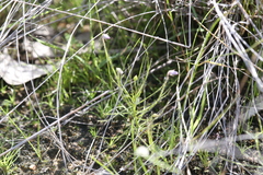 Byblis filifolia