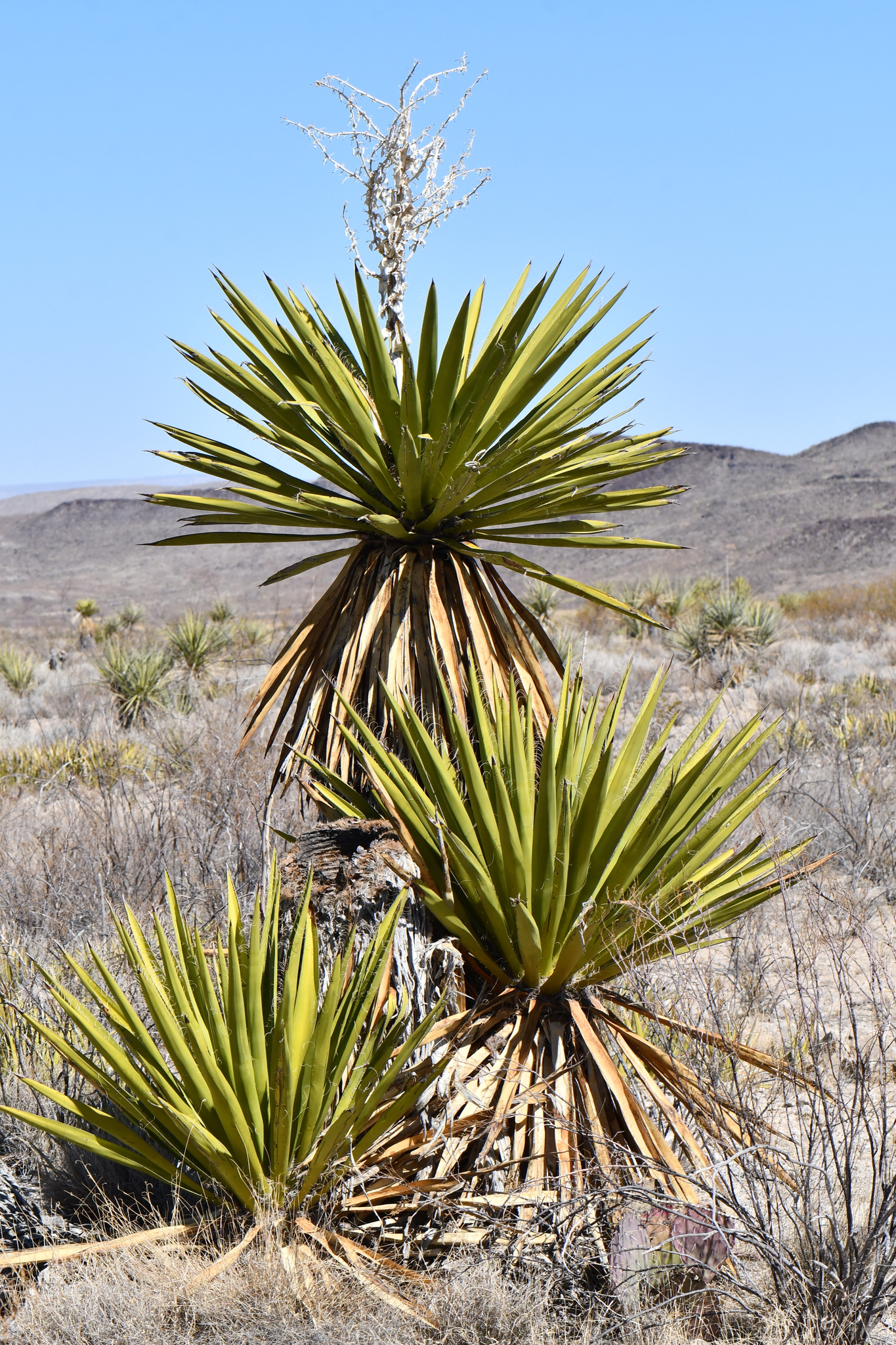Yucca faxoniana