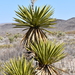 Faxon Yucca - Photo (c) Curren Frasch, some rights reserved (CC BY-NC), uploaded by Curren Frasch
