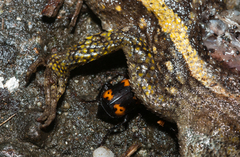 Nicrophorus nepalensis