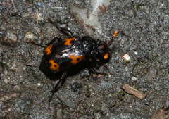 Nicrophorus nepalensis