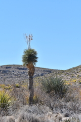 Yucca rostrata