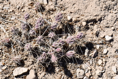 Grusonia grahamii