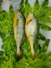 Larimichthys