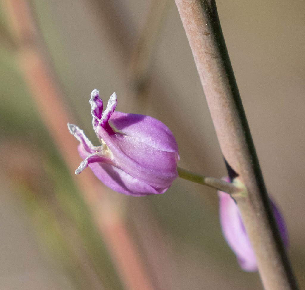 most beautiful jewelflower from Mount Diablo State Park, Contra Costa