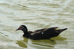 Cairina moschata domestica
