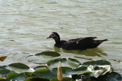Cairina moschata domestica