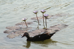 Cairina moschata domestica
