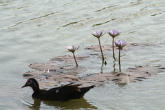 Cairina moschata domestica