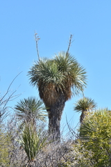 Yucca rostrata