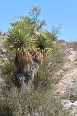 Yucca rostrata