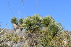 Yucca rostrata