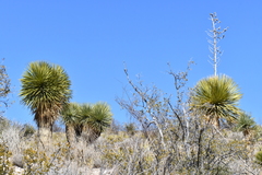 Yucca rostrata