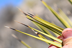 Yucca rostrata