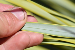 Yucca rostrata