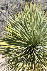 Yucca rostrata