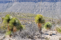 Yucca rostrata
