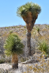 Yucca rostrata
