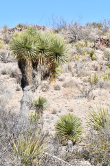 Yucca rostrata