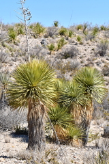 Yucca rostrata