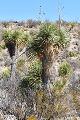 Yucca rostrata