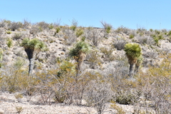Yucca rostrata