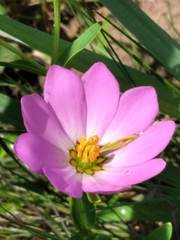 Sabatia dodecandra foliosa
