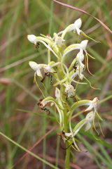 Habenaria triplonema