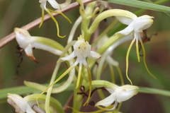 Habenaria triplonema