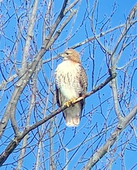 Buteo jamaicensis