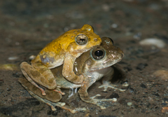 Ota's Stream Tree Frog photo 3