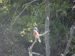 Megaceryle torquata stellata