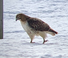 Buteo jamaicensis