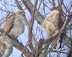 Buteo jamaicensis