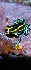 Ranitomeya