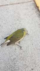 Leiothlypis peregrina